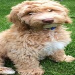 image of animal