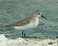 image of animal