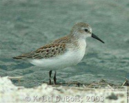 image of sandpiper #53