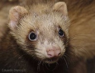 image of polecat