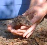 image of porcupine