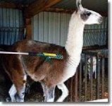 image of llama