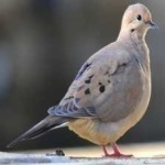 image of bird