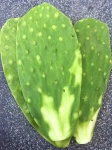 image of cactus