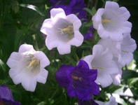 image of flower