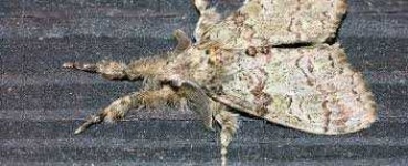 image of moth #53