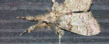 image of animal