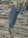 image of little_blue_heron