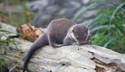 image of weasel