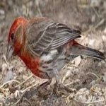 image of bird
