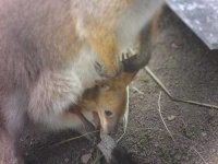 image of wallaby