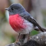 image of bird