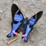 image of animal