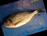 image of fish
