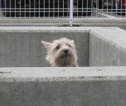 image of norwich_terrier