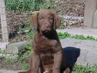 image of chesapeake_bay_retriever