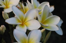 image of flower