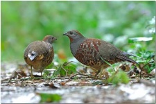 image of partridge