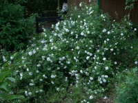 image of bush