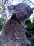 image of koala