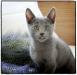 image of russian_blue #29