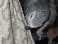 image of african_grey #4