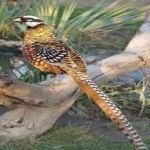 image of bird