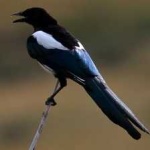 image of bird