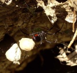 image of black_widow
