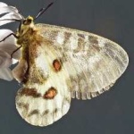 image of animal