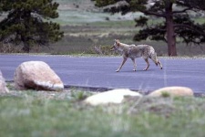 image of coyote
