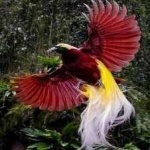 image of bird