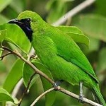 image of bird