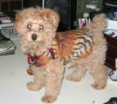image of toy_poodle
