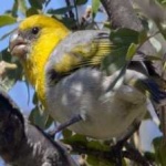 image of bird