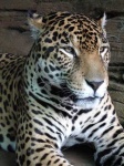 image of jaguar_car