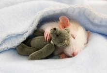 image of teddy_bear