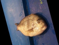 image of red_sea_bream #21