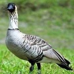 image of bird