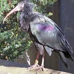 image of bird
