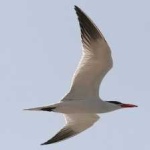 image of bird