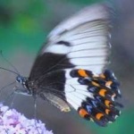 image of animal