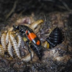 image of beetle #21