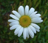 image of flower