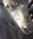 image of animal