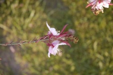 image of flower