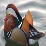 image of bird