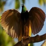 image of bird