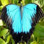 image of animal