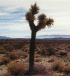 image of joshua_tree